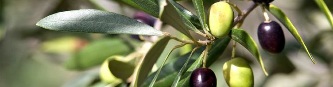 L'incredibile forza curativa dell'estratto delle foglie d'olivo L'incredibile forza curativa dell'estratto delle foglie d'olivo