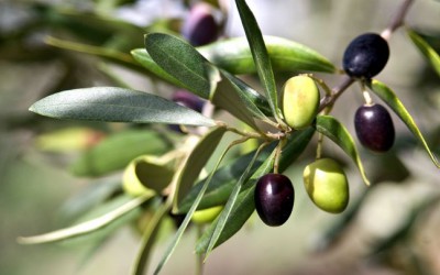 L'incredibile forza curativa dell'estratto delle foglie d'olivo